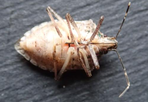 Réf. 366 162 : Halyomorpha halys